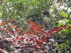 -板樟山森林公园