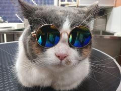 -车接车送·寄养洗护·德文猫舍(大宁店)