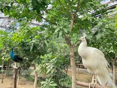 -呀路古热带植物园