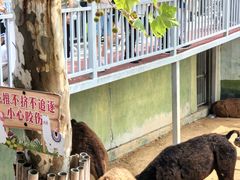 -西霞口神雕山野生动物世界