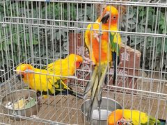 -南宫五洲植物乐园