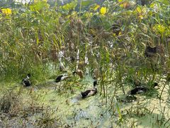 -玄武湖景区-情侣园游乐场