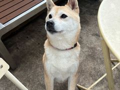 -柴犬高等学院·狗咖·柴犬售卖·宠物训练