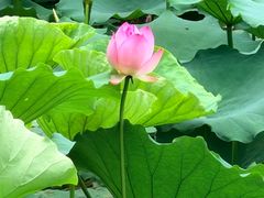 -荔湾湖公园