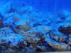 -农家霸王地锅鸡(国顺东路店)