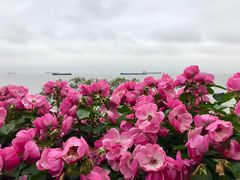 -上海滨江森林公园