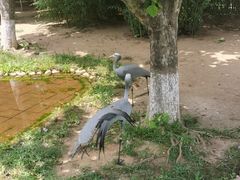 -西霞口神雕山野生动物世界