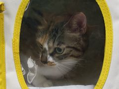 -乖乖宠物医院·猫科·急重症中心(车站北路分院)