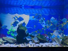 -烟台海昌鲸鲨海洋公园