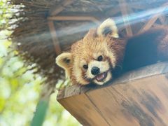 -北京野生动物园