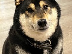 -柴迷FANS CLUB·柴犬狗咖·猫咖