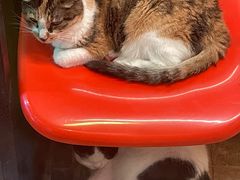 -猫咪博物馆(顶澳仔猫街店)