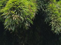 -堤角公园