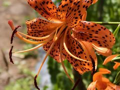 -五营红松林海景区