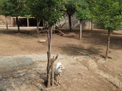 -石家庄市动物园