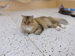 -猫域·湾主题猫咖·宠物吧(南坪城市广场店)