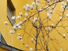 -龙华寺