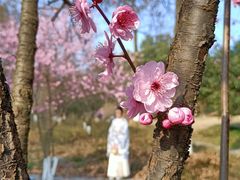 -杭州植物园