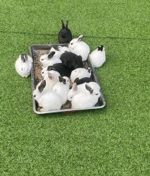 -萌宠亲子动物乐园(槐房万达店)