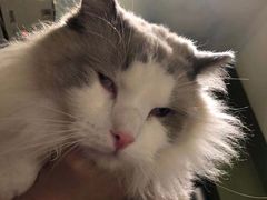 -猫猫幼稚园·撸猫·桌游·电玩