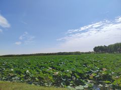 -洪湖生态旅游区