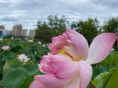 -莲花池公园