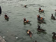 -西湖外事游船(湖滨二公园外事游船码头)