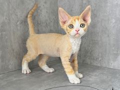 -小猫来了·猫舍(红山六九七九店)