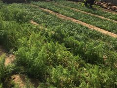 -杨柳青园艺科技博览园