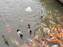 -滕州微山湖红荷湿地景区