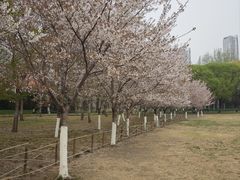 -泰丰公园