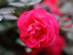 -人民公园(罗湖区)