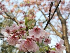 -武汉大学-樱园