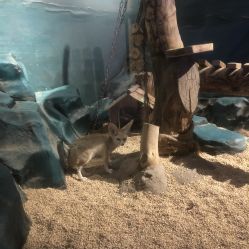 -未来动物城动物主题公园(大悦城店)