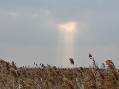 -盐城丹顶鹤湿地生态旅游区