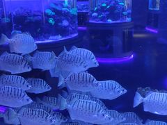 -上和臻品中国菜(花园街店)