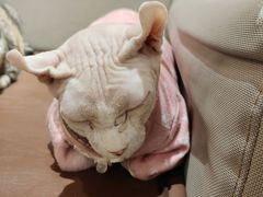 -MOCHA明星猫咖(田子坊店)