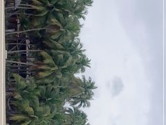 -东郊椰林