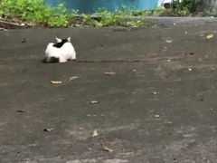 猫猫-晓港公园