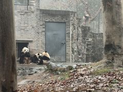 -都江堰中华大熊猫苑
