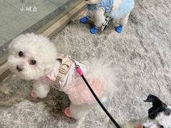 -帕帕拉兹宠物(亚洲旗舰店)