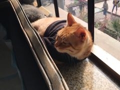 -more than meow吴止猫主题餐厅(承德 中船汇店)
