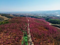 -宜良山后樱花谷