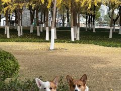 -西北湖绿化广场