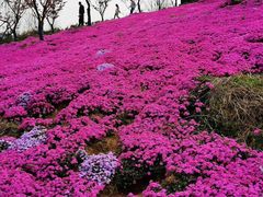 -石塘人家