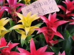 -秦美花卉(天朗·莱茵小城2期店)