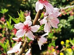 -南汇桃花村