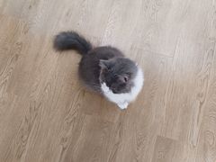 -1013 PET SHOP精品宠物商店(丁香店)