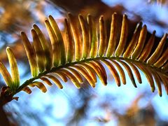 -国家植物园南园