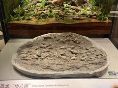 -辽宁古生物博物馆